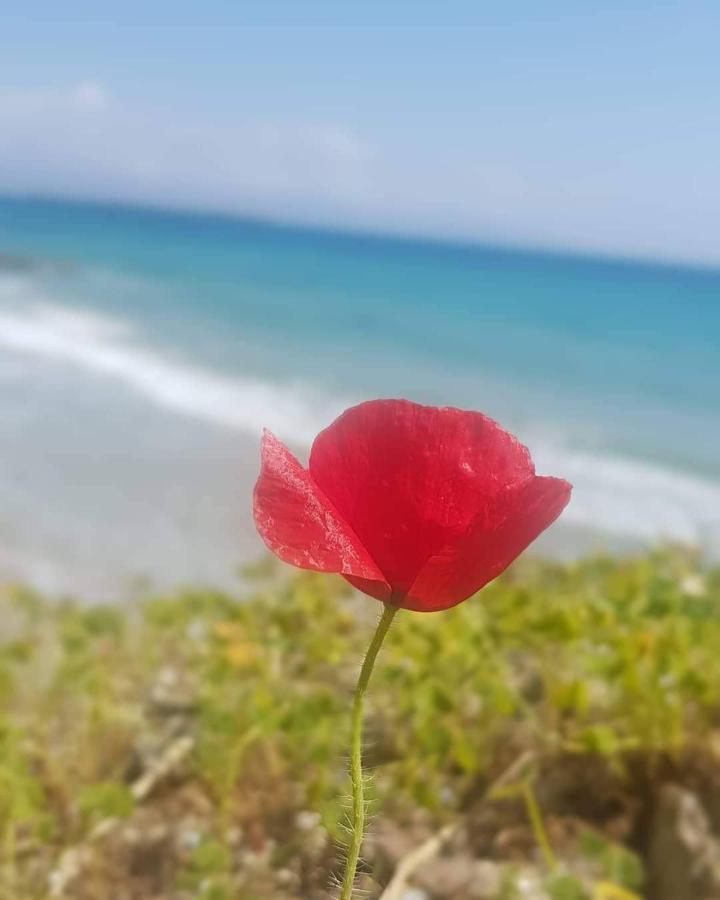 Annezina'S Memories Διαμέρισμα Λογαράς Εξωτερικό φωτογραφία